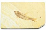 Detailed Fossil Fish (Knightia) - Wyoming #372333-1